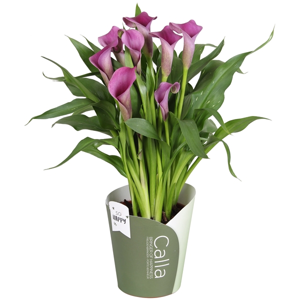 Zantedeschia Paco SoHappyCalla paars met groene potcover (P03P