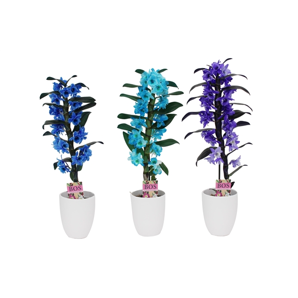 Dendrobium Nobilé, Colour 1-tak Blue/purple/ocean