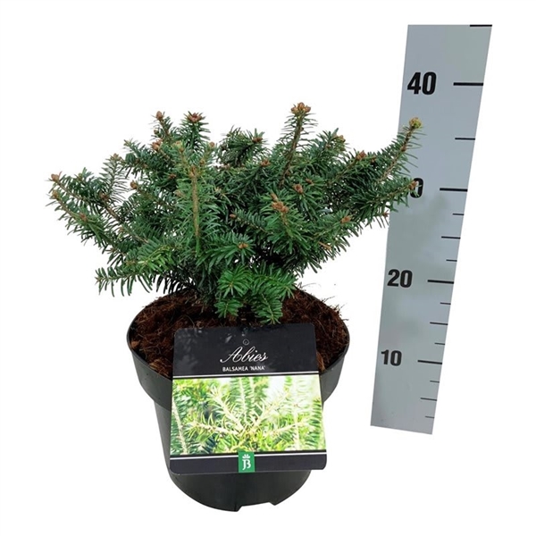 Abies balsamea 'Nana' (2000000224411) - FloraXchange