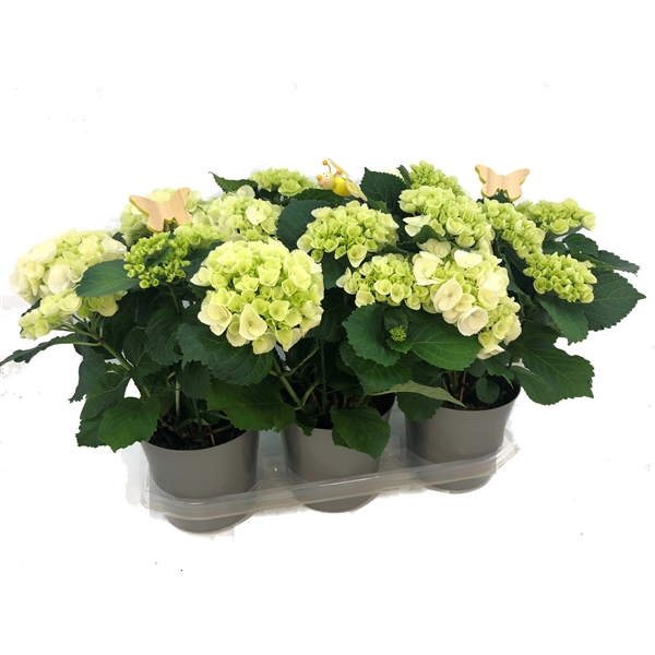 Hortensia Hydrangea Wit deco Pasen 5/8 kop afname per volle cc (Hort