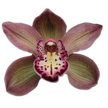 CYMB T DARK SAPPHIRE