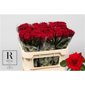 Reia B L70 3-4
