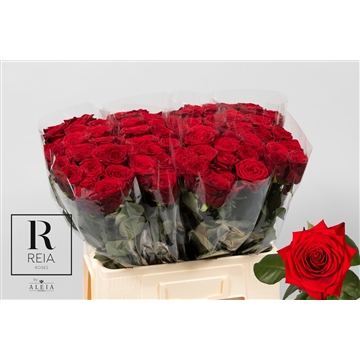 Reia B L60 3-4