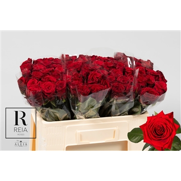 Reia B L50 3-4