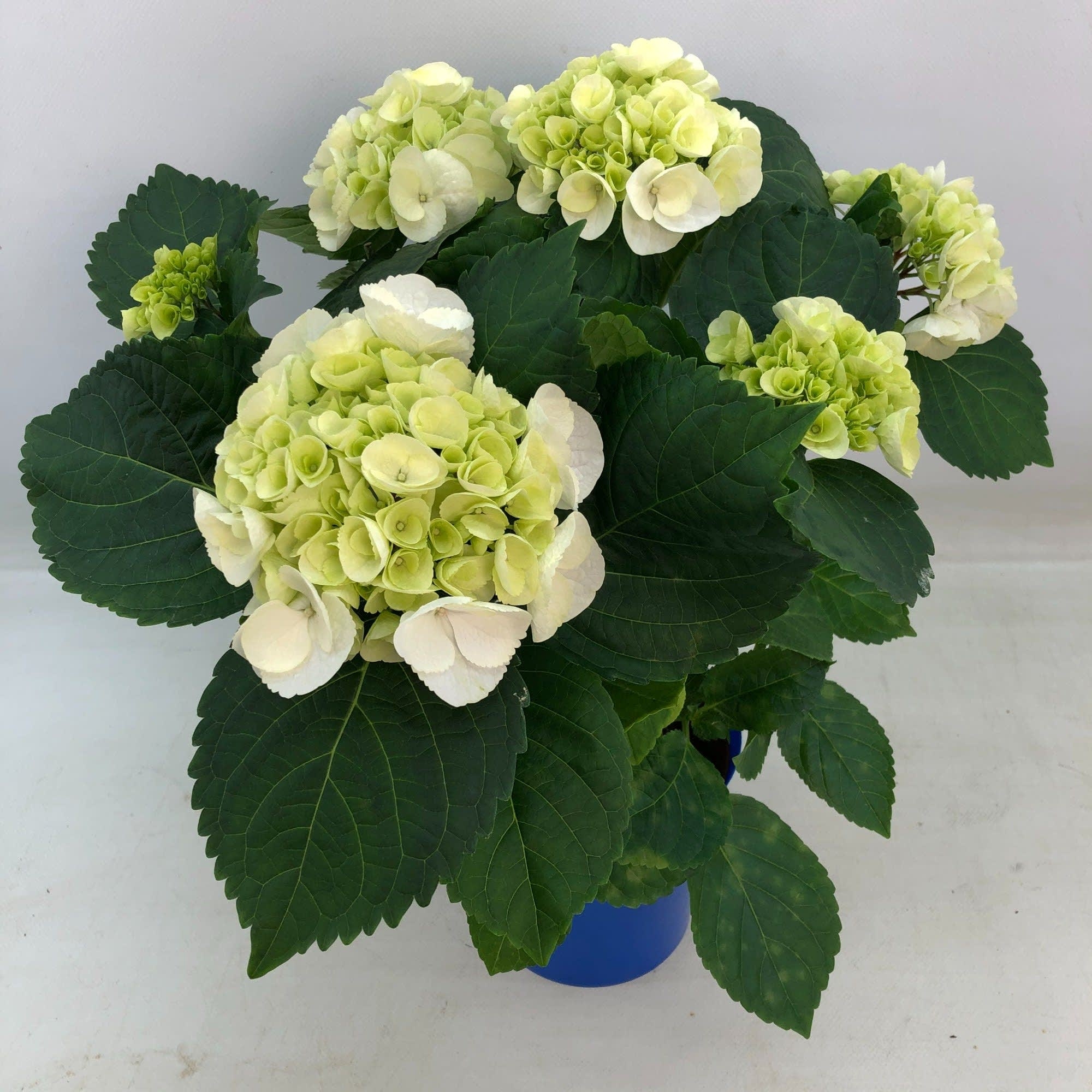 Hydrangea White deco blue 5/8 flowers afname per volle cc (Hortdecowit