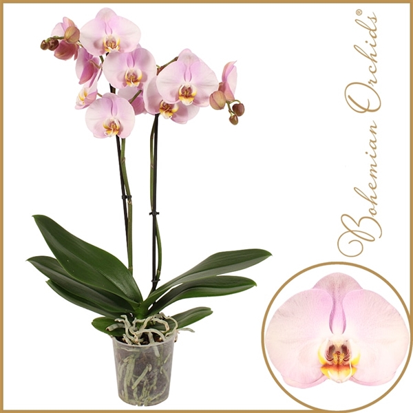 Phalaenopsis 2 Tak Ballerina Ballerina Floraxchange