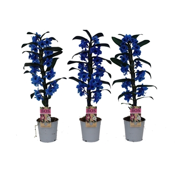 Dendrobium Nobil&#233;, Colour 1-tak Blue (inject)