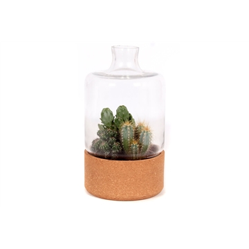 Ontslag nemen langs Ordelijk Beplante glazen stolp met kurk en 3x cactus 8,5 cm met zwarte steentjes  (BG08) - FloraXchange