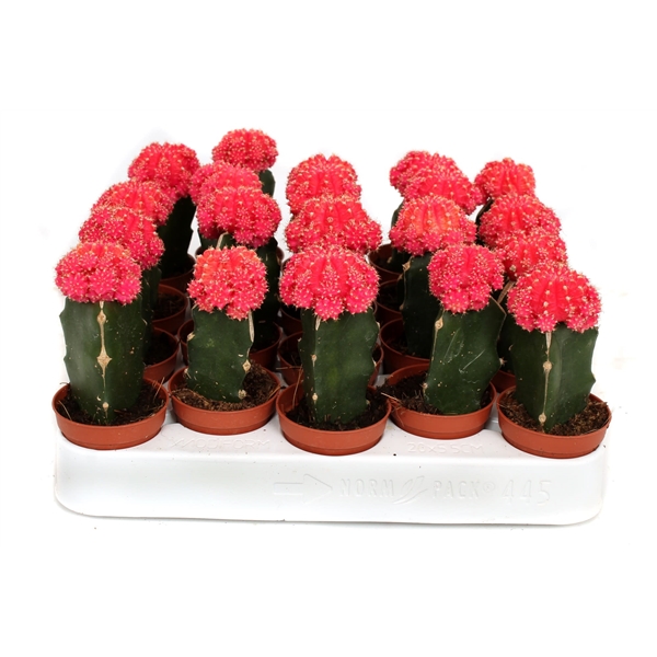 Afzonderlijk bestellen hypotheek Cactus geent roze 5,5 cm (CG20L) - FloraXchange