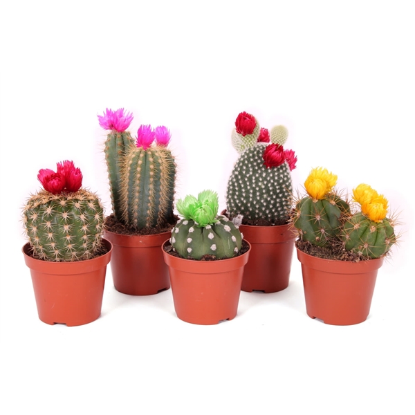 volwassen Lezen Minimaliseren Cactus disco bloem 8,5 cm (DISCO508) - FloraXchange