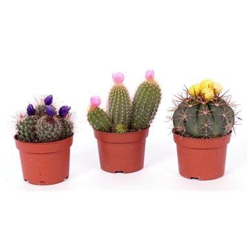 Alice referentie Kerkbank Cactus disco bloem 10,5 cm (DISCO510) - FloraXchange