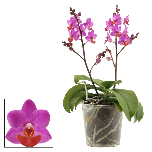 Phalaenopsis Table Mystery 2 Tak Ptmy2a Floraxchange