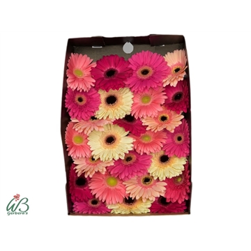 GE GR PASTEL MIX