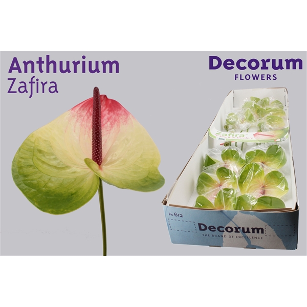 Anthurium Zafira (Zafira 20d) - FloraXchange