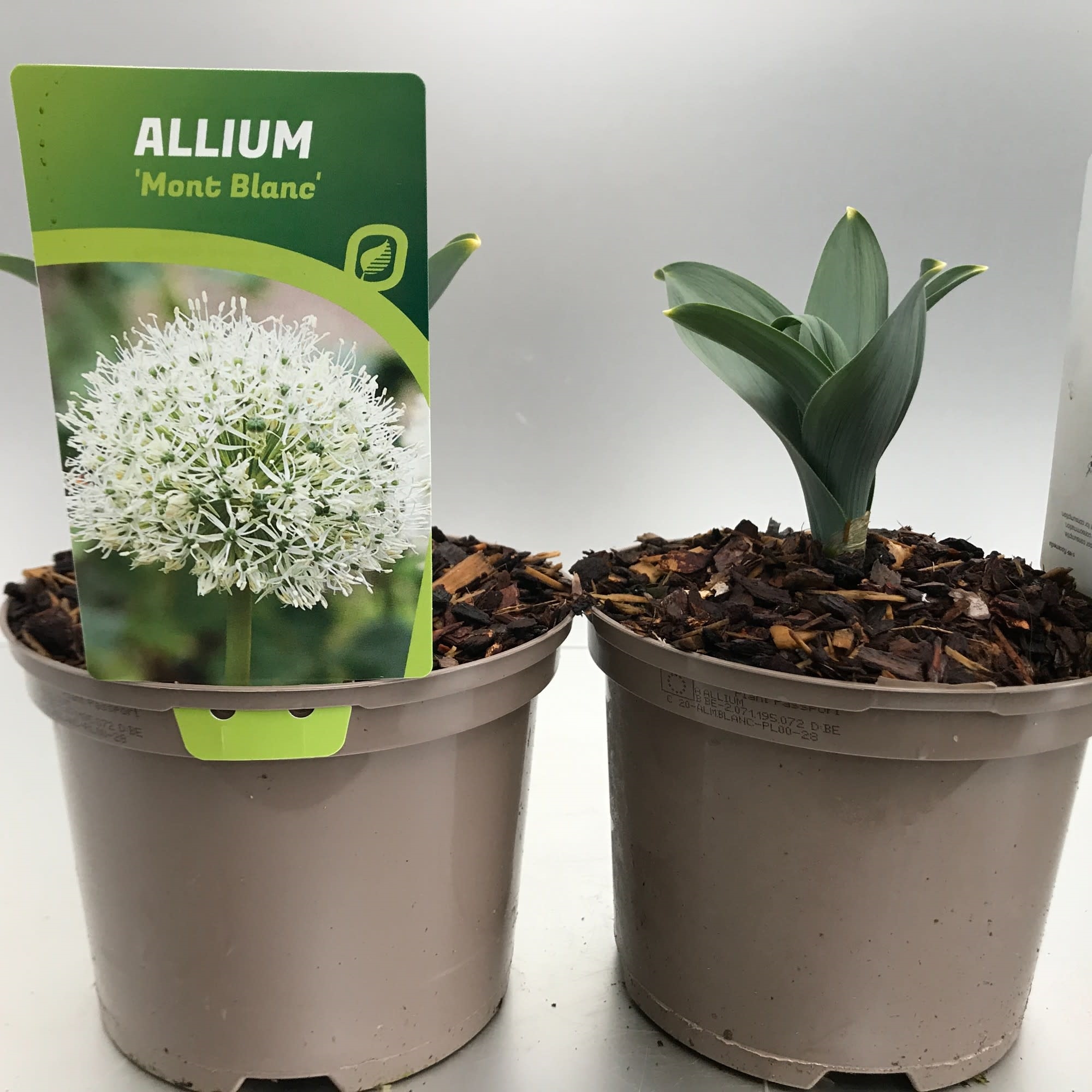 Allium 'Mont Blanc' (ALLMBLAN-C2) - FloraXchange