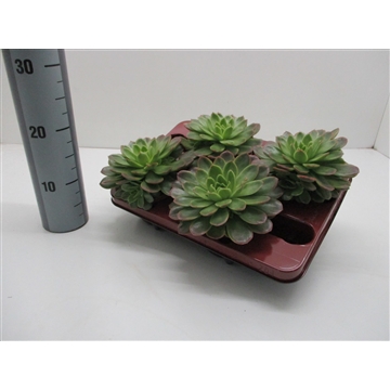 Echeveria Gilva