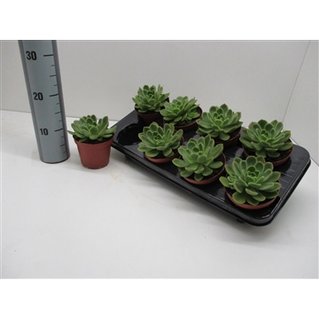 Echeveria Gilva