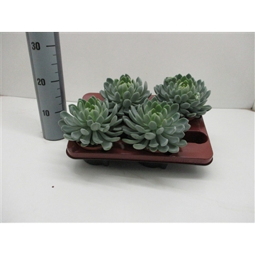 Echeveria Elegans