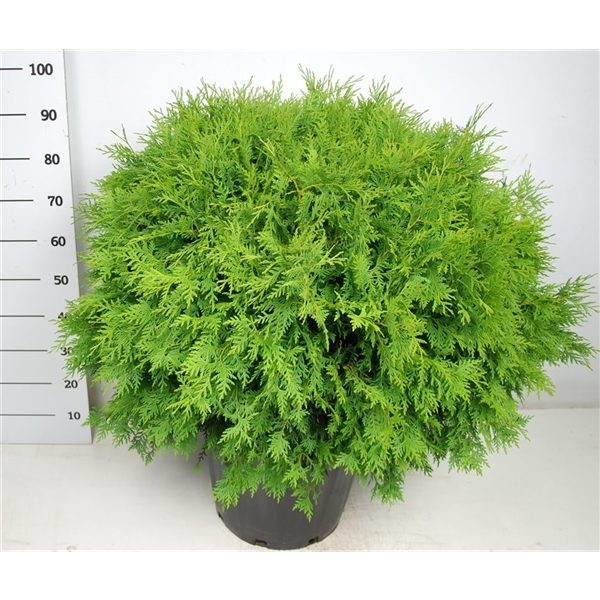 Thuja Occ Woodwardii Floraxchange