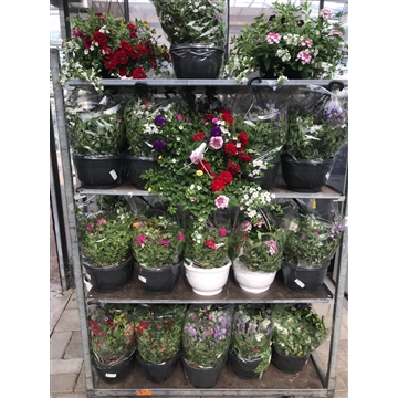 hangpot 7 planten