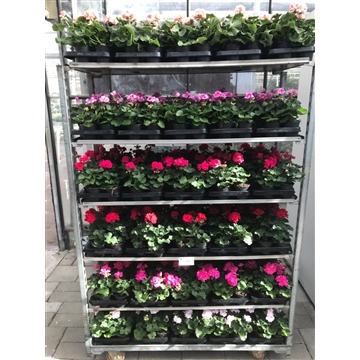 pelargonium
