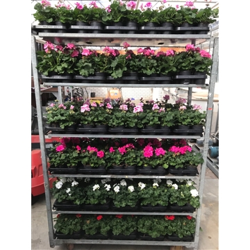 pelargonium
