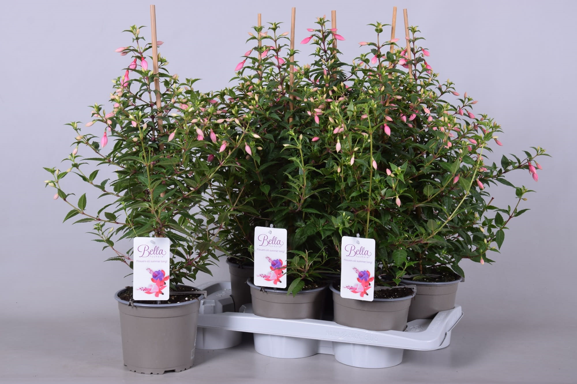 Fuchsia Bella rosalien (Bella rosalie) - FloraXchange