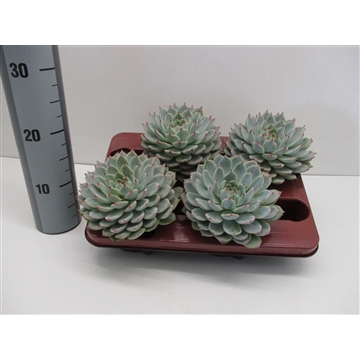 Echeveria Chihuahuaensis