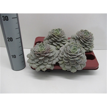 Echeveria Lola
