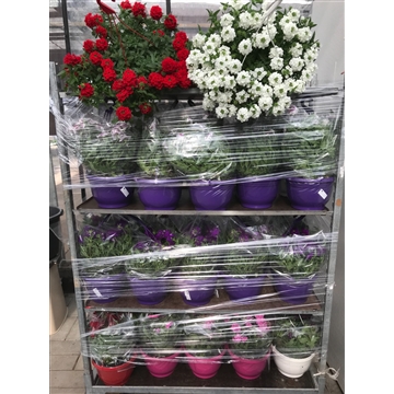 pelargonium
