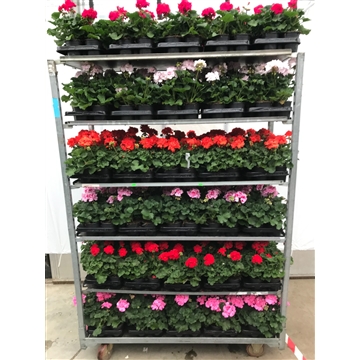 pelargonium