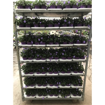 streptocarpus