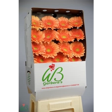 GE GR AVIGNON Diamond WB