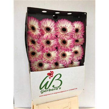 GE GR MANDALA diamond WB