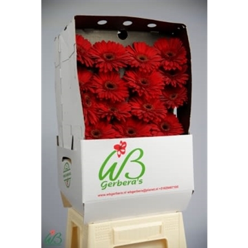GE GR BARONES WB