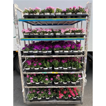 verbena mix