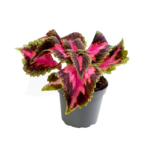 Coleus Stained Glasswork Royality (5626) - FloraXchange