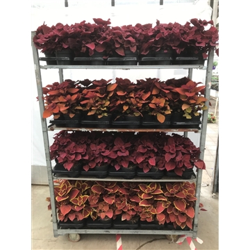 coleus
