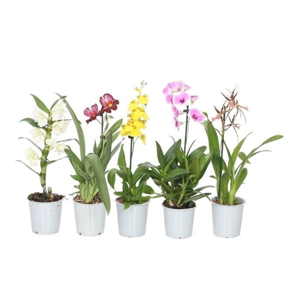 Blauwe En Paarse Orchideeën Stock Afbeelding - Afbeelding: 8207029