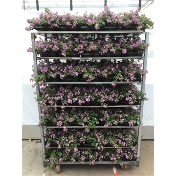 sutera pink
