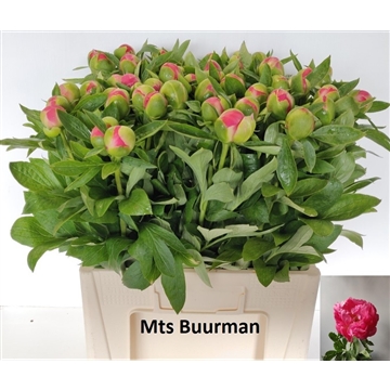 Pink Hawaii 60 cm 50 stuks