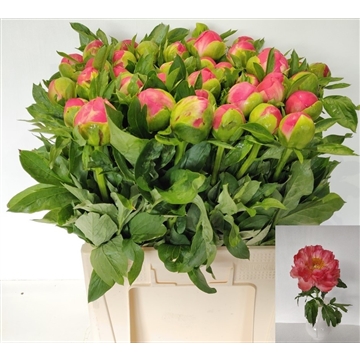 Coral Sunset 60 cm 40 stuks