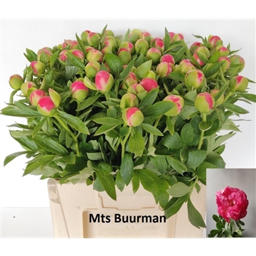 Pink Hawaii 60 stuks