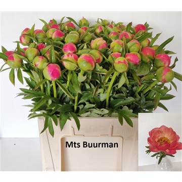 Coral Charm 60 stuks
