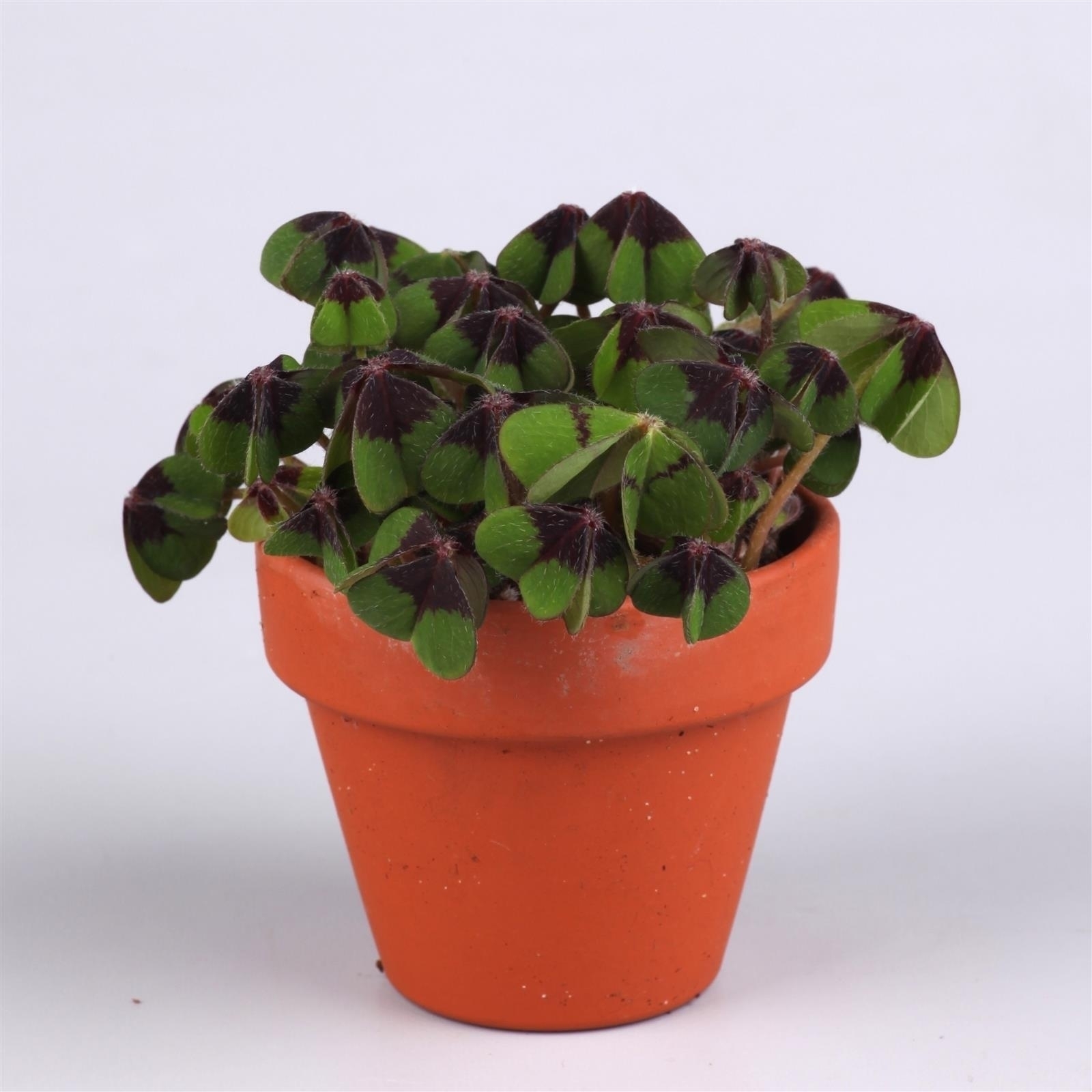 Oxalis deppei terracotta pot (FP06300703) FloraXchange