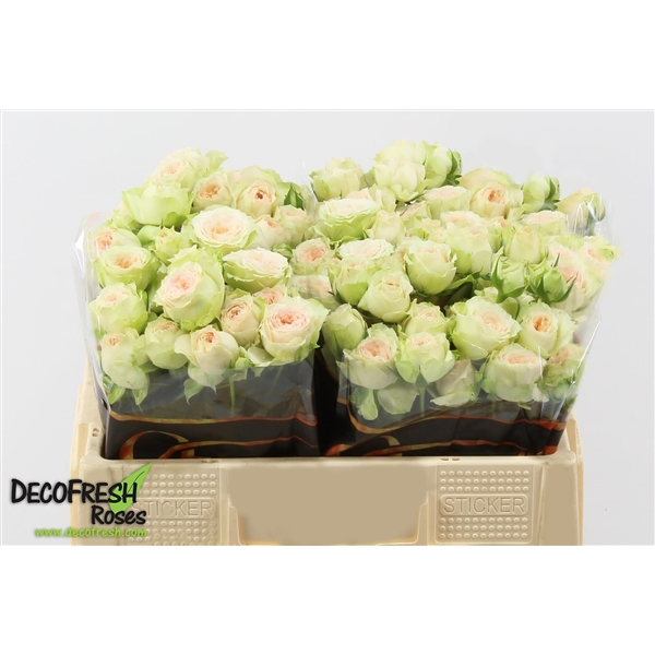 R Tr Pavlova (124562826) - FloraXchange