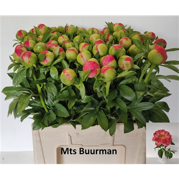 Coral Sunset 60 stuks