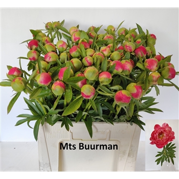 Coral Charm 70 stuks