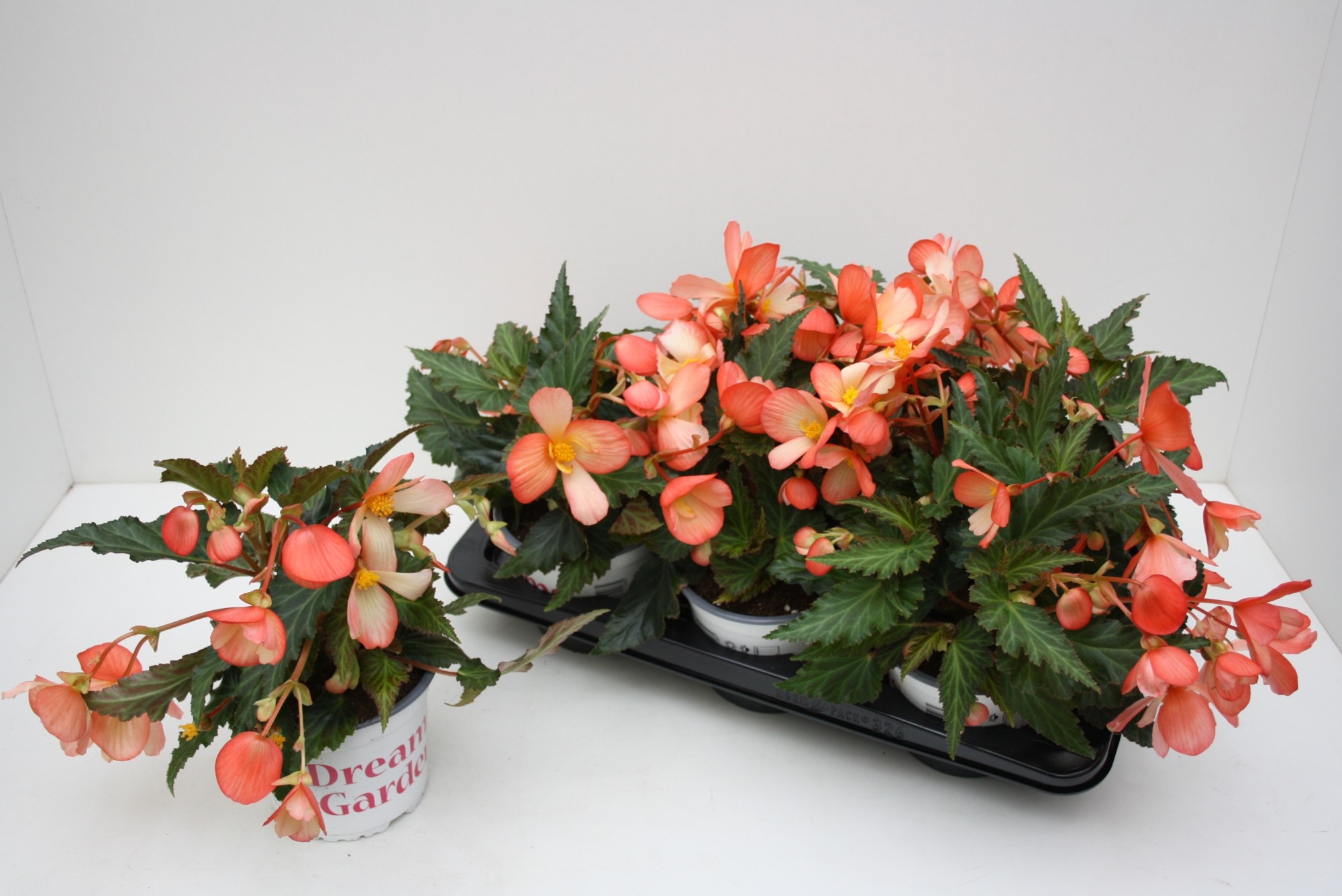 Begonia Waterfall Angel Soft (Beg15WatAngel) FloraXchange