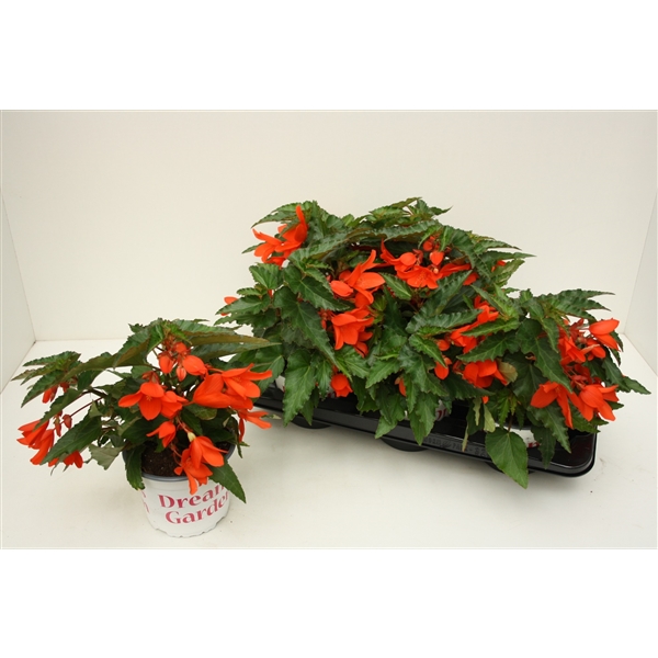 Begonia Waterfall Encanto Orange (Beg15WatOran) - FloraXchange